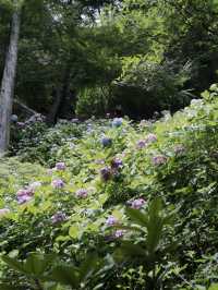 鎌倉三大賞花勝地：長谷寺的繡球花小路
