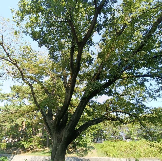私の100の旅✨おすすめの桜並木の公園『夙川公園』🌸