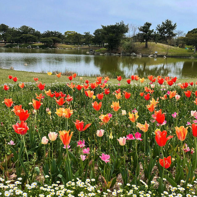 福岡｜ 💙絕美浪漫藍色花海@海之中道海濱公園