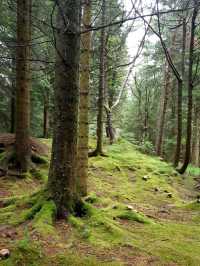 NATURE WALK IN TROLL FOREST, BERGEN