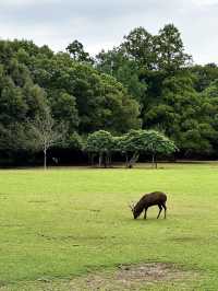 Explore Nara Park's Beautiful Grasslands 🌿
