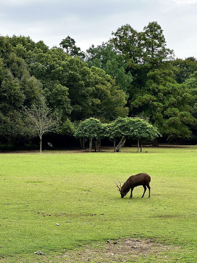 Explore Nara Park's Beautiful Grasslands 🌿