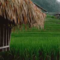 นาขั้นบันได ป่าบงเปียง - เชียงใหม่
