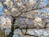 【京都】八幡市の背割堤さくらまつりで1日ピクニック