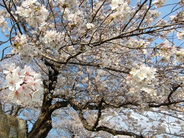 【京都】八幡市の背割堤さくらまつりで1日ピクニック