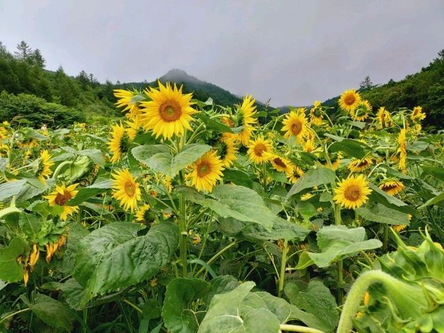 Viewing of Sunflower bloom at Taebaek