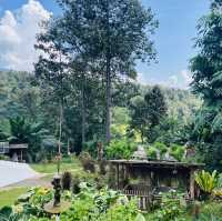 清邁 - Elefin farm&cafe 大象咖啡廳