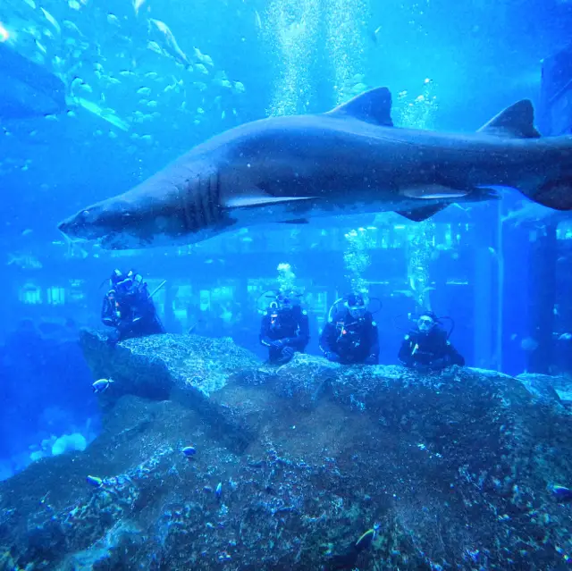 在杜拜水族館的迷人體驗