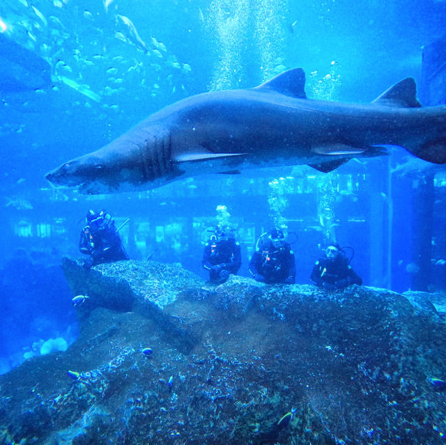 An Enchanting Experience at the Dubai Aquarium