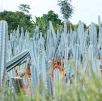 ไร่วันยังขำ จ.ศรีสะเกษ 🏜️🌵🌿