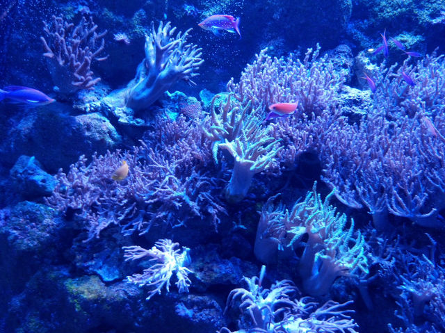 名古屋港水族館