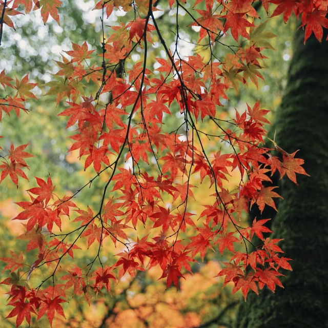 ～都市綠化植物園～秋天畫卷～