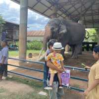 Elephant world
