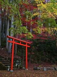 【ここ行って】本当は教えたくない🙅グラデーションが美しい穴場紅葉🍁