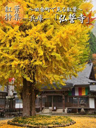 【來這裡就對了】私藏景點！巨大銀杏樹