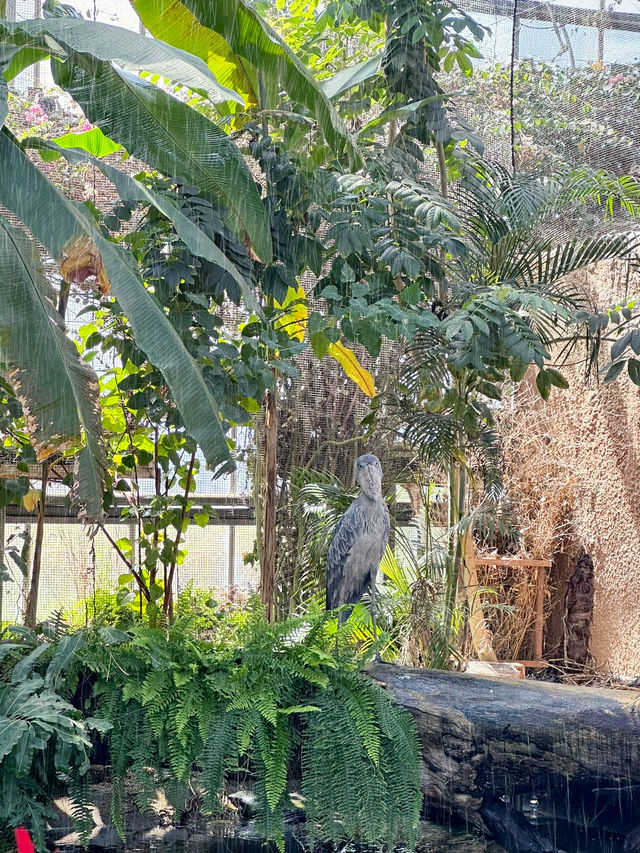 再次近距離親親小動物🦘🐑🐫
