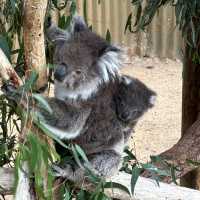  Maru Koala and Animal Park：與可愛動物相遇的夢幻之地 🐨🌿
