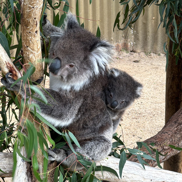  Maru Koala and Animal Park：與可愛動物相遇的夢幻之地 🐨🌿