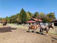 小岩井で乗馬体験！