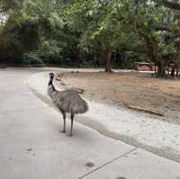 Wild Encounters: A Day at Guangzhou Safari Park