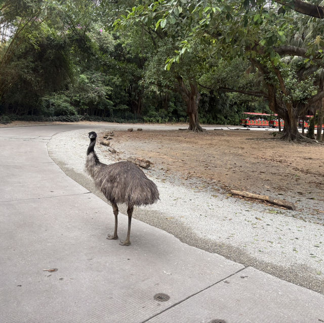 Wild Encounters: A Day at Guangzhou Safari Park