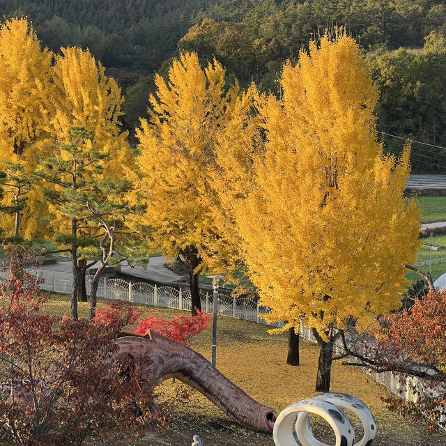 노랗게 물든 세상 의성 조문국박물관💛