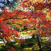 Autumn Bliss: Exploring Tenryuji’s Stunning Fall Colors!
