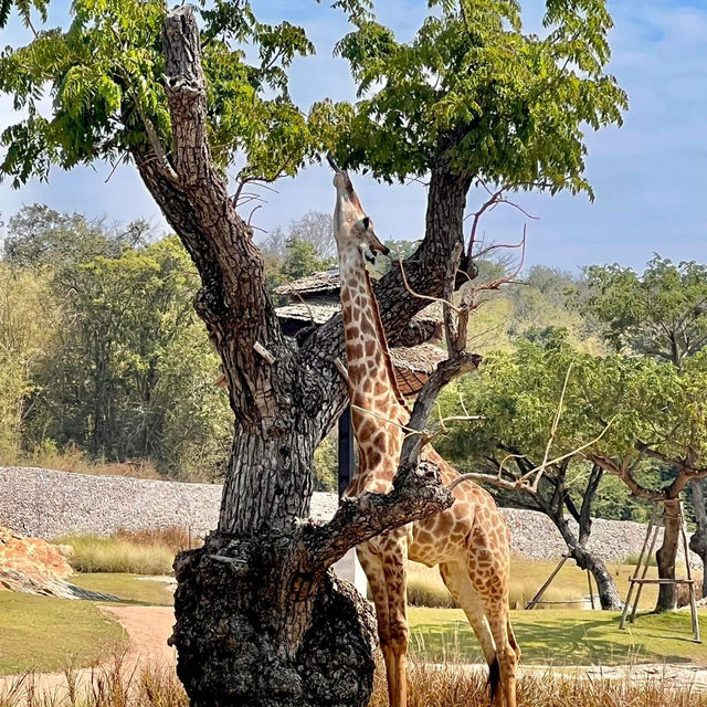 สวนสัตว์เมืองไทย🦒🐘