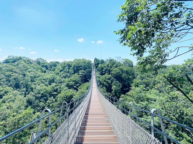 南投猴探井天空之橋 ✨ 高空中的迷人步道 