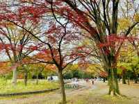 🇯🇵 東京市中心賞銀杏紅葉🍁