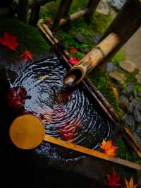 【紅葉特集】緑・黄・橙・赤のコントラストがすごい‼️日本初のあれがあるスポット🍁