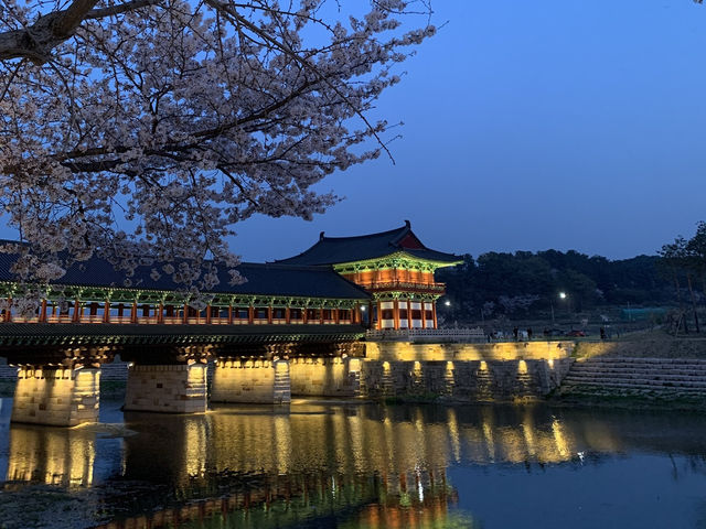 Springtime Magic: Sakura Nights at Woljeonggyo Bridge