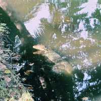泰國曼谷著名城市綠洲公園景點:倫披尼公園，看野生大蜥蜴，城市湖泊美景，適合拍照打卡親子遊。