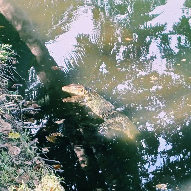 泰國曼谷著名城市綠洲公園景點:倫披尼公園，看野生大蜥蜴，城市湖泊美景，適合拍照打卡親子遊。