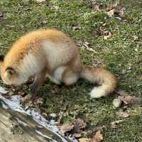 fox lovers come here!