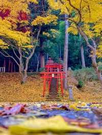 京都💛イチョウの敷紅葉💛導観稲荷神社⛩️