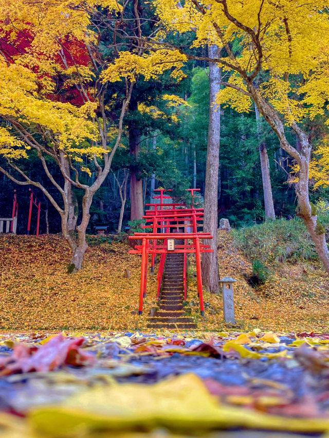 京都💛イチョウの敷紅葉💛導観稲荷神社⛩️