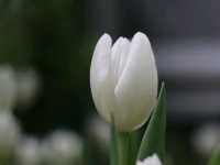 ชมดอกไม้เมืองหนาว Miracle of Natural 