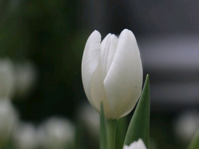 ชมดอกไม้เมืองหนาว Miracle of Natural 