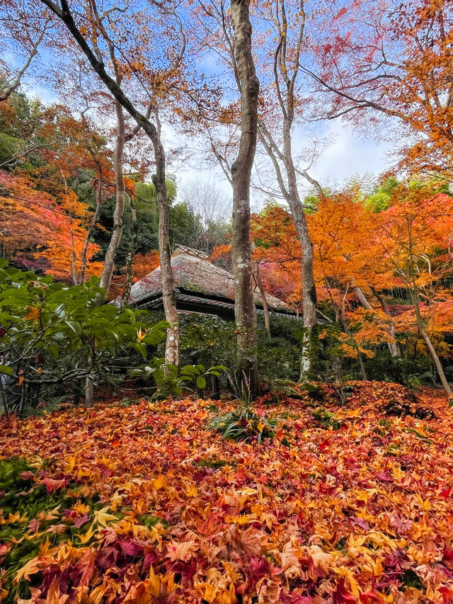 苔と紅葉が美しい草庵🥹🍁🌿京都・祇王寺🌿🍁