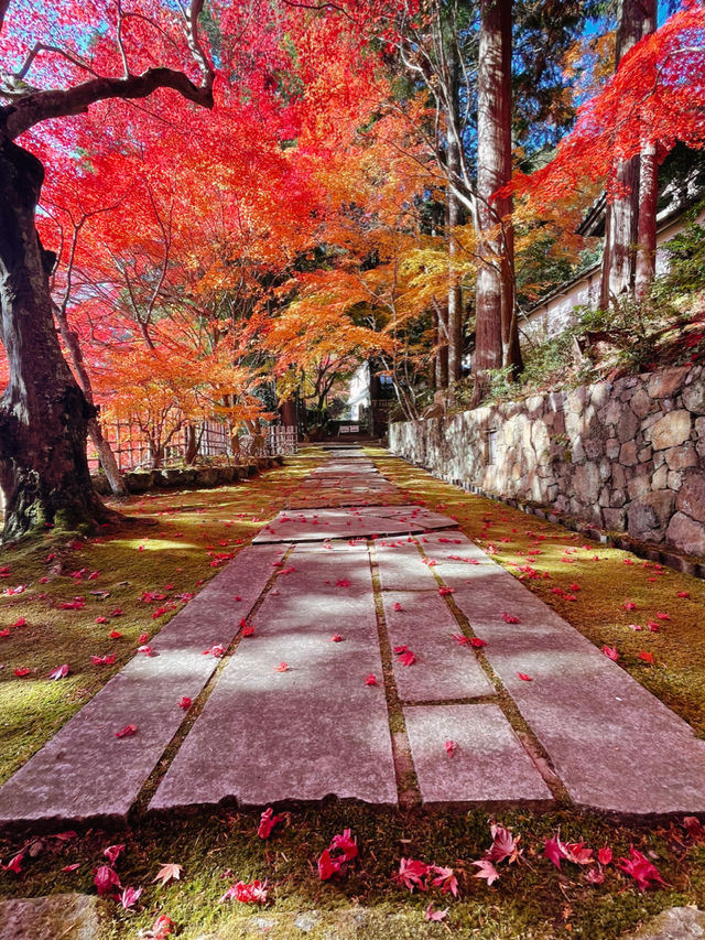 京都紅葉🌿🍁苔と紅葉のハーモニー🍁🌿苗秀寺☺️