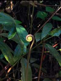 Escape to Nature: Hiking Bukit Gasing's Serene Trails