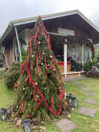 🎄22 Aquarius Glamping Cafe คาเฟ่บนดอยอินทนนท์