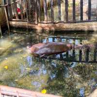 รีวิวการไปเที่ยวน้องหมูเด้ง ฉบับคนไม่มีรถ