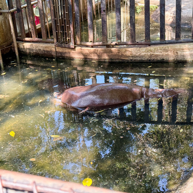 รีวิวการไปเที่ยวน้องหมูเด้ง ฉบับคนไม่มีรถ