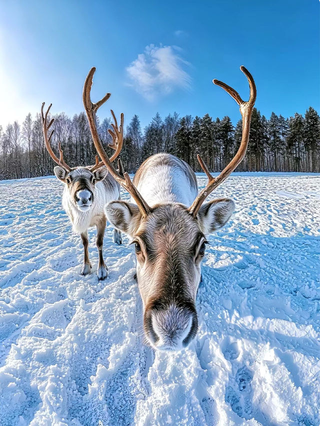 China Snow Town: A Winter Wonderland Straight Out of a Fairytale