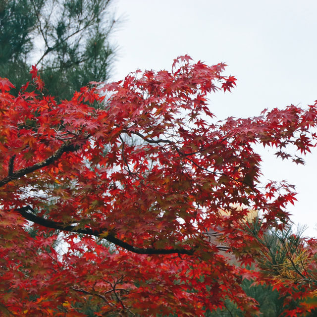 Kinkakuji Temple