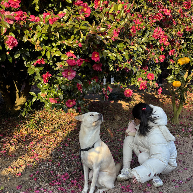 제주 겨울여행 필수코스 동백포레스트🌺
