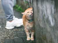 瑞芳猴硐貓村🐱台灣最可愛的貓貓都在這裡了吧！