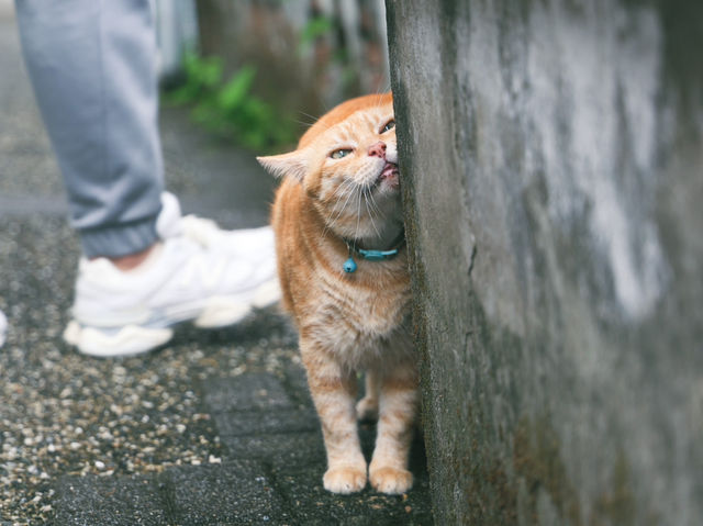 瑞芳猴硐貓村🐱台灣最可愛的貓貓都在這裡了吧！
